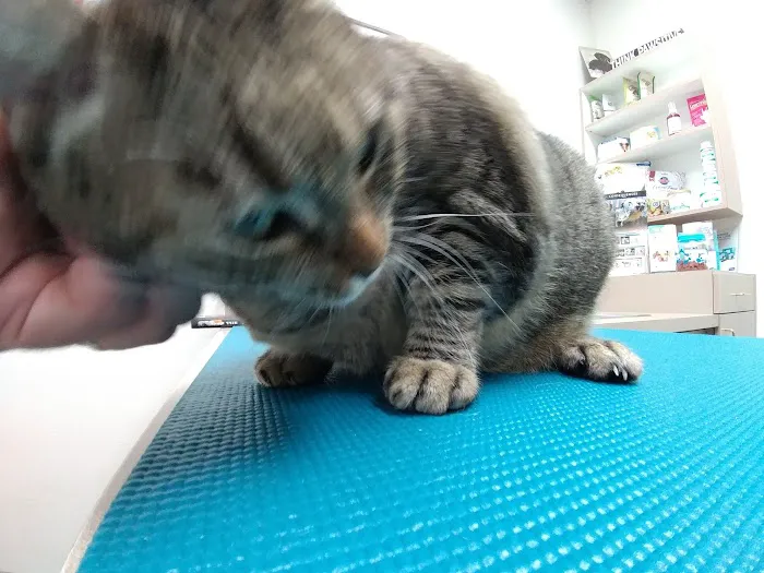 South Shores Animal Hospital 4