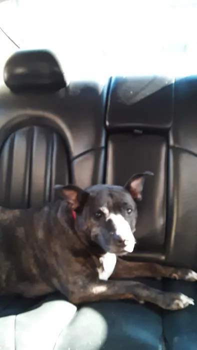 Summerlin Animal Hospital 4