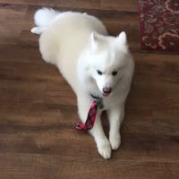 Summerlin Animal Hospital ico