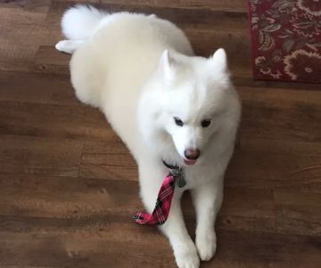 Summerlin Animal Hospital
