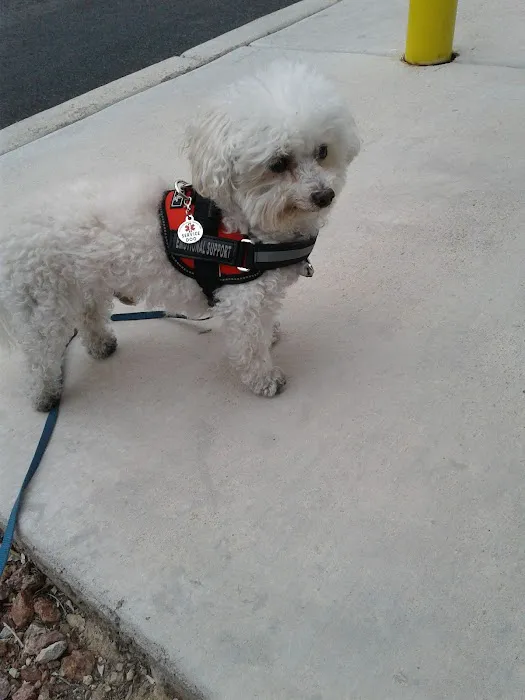 Summerlin Animal Hospital 2