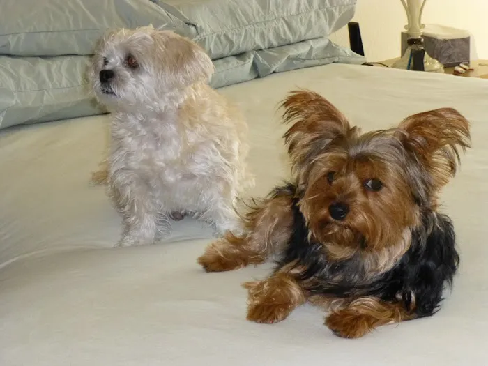 Summerlin Animal Hospital 7