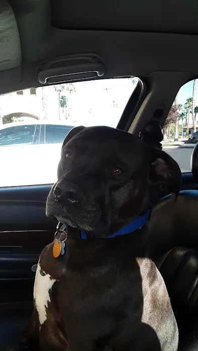 Summerlin Animal Hospital 5