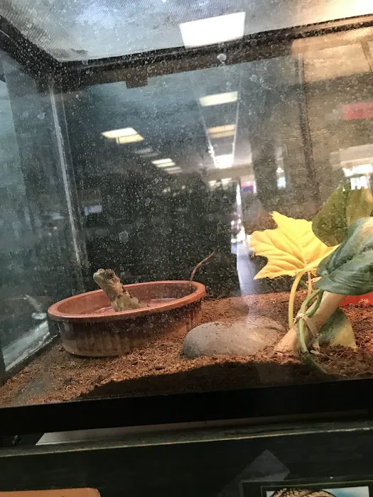 Fancy's Pets 12