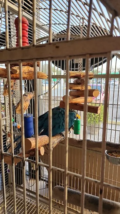Fancy's Pets 12