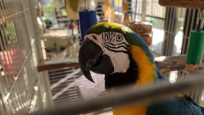 Fancy's Pets 12