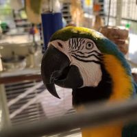 Fancy's Pets ico