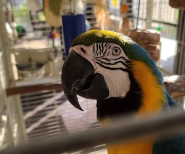 Fancy's Pets