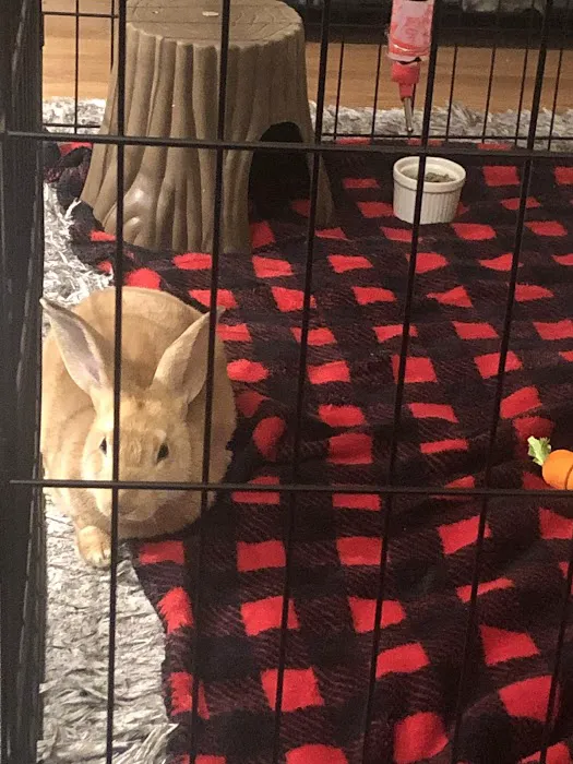 Fancy's Pets 12
