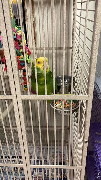 Fancy's Pets 12
