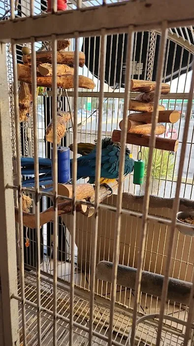Fancy's Pets 12