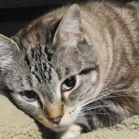 Sunset Eastern Animal Hospital ico