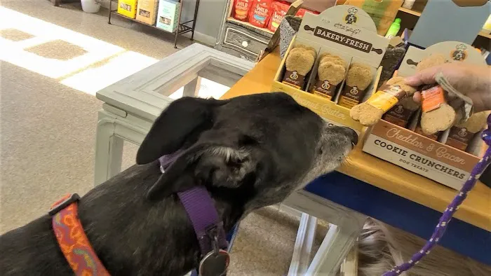 The Healthy Hound 12