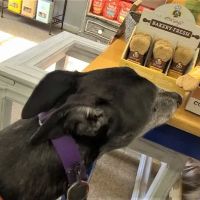 The Healthy Hound ico