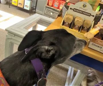 The Healthy Hound