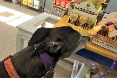 The Healthy Hound