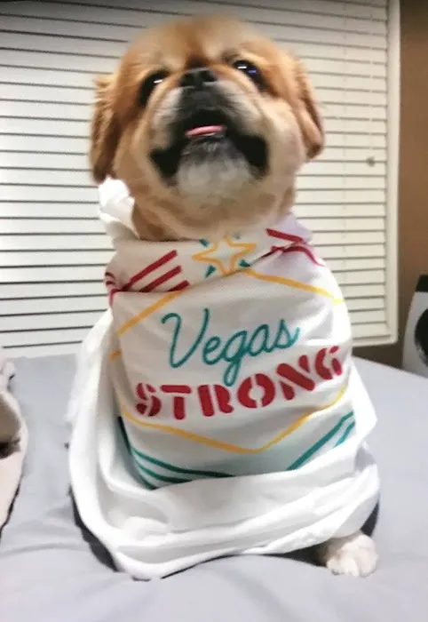 Eastern Veterinary Emergency Hospital 6