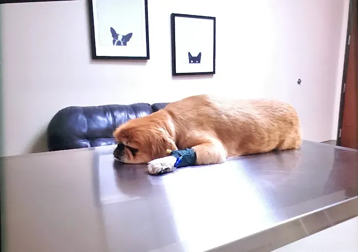Eastern Veterinary Emergency Hospital 5