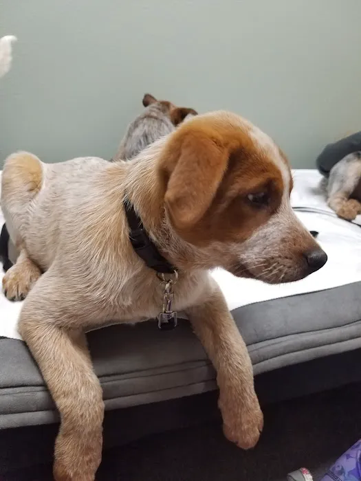 Magnolia Pet Wellness Center 3