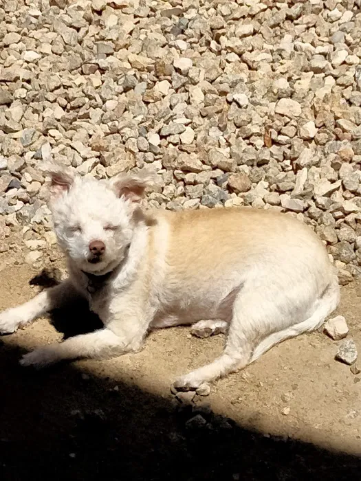 Magnolia Pet Wellness Center 9