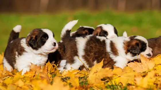 Magnolia Pet Wellness Center 6