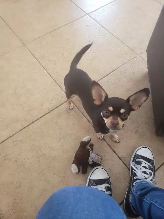Magnolia Pet Wellness Center 4