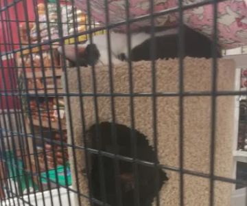 Pet Supermarket