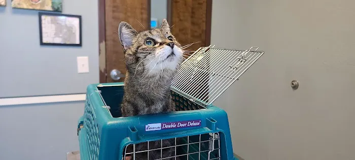 Seven Hills Pet Hospital 6