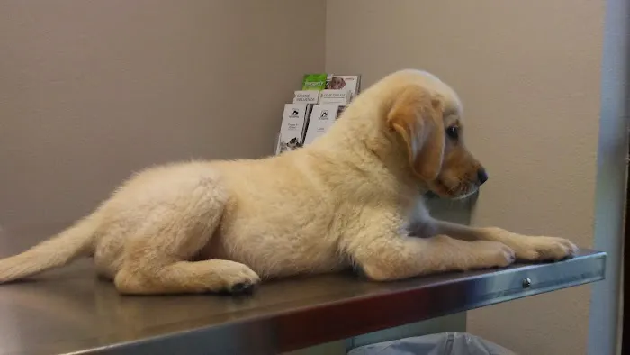 Seven Hills Pet Hospital 1