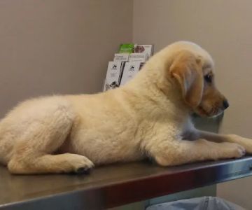 Seven Hills Pet Hospital
