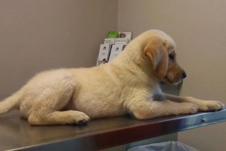 Seven Hills Pet Hospital