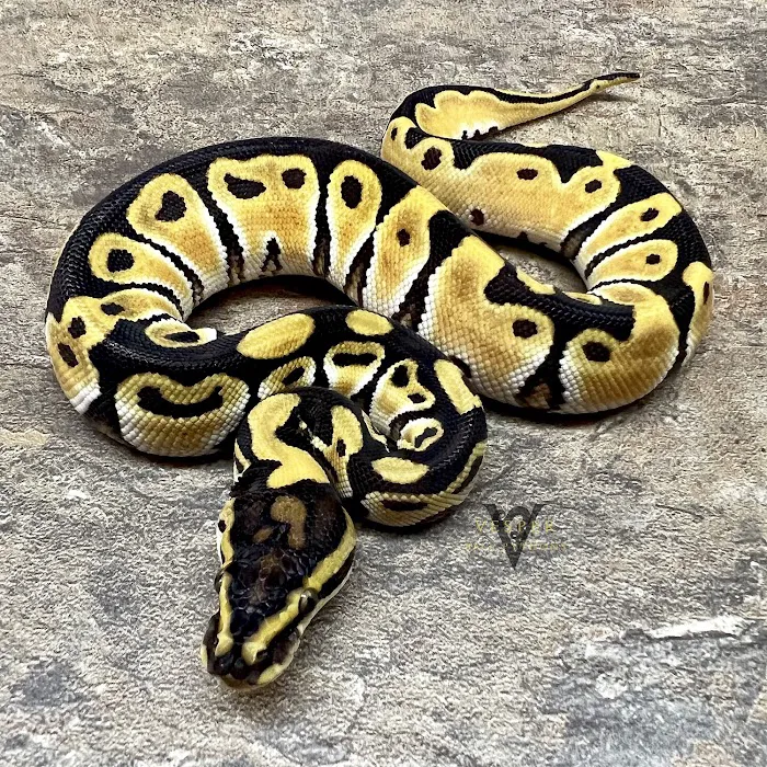 Vesper Ball Pythons 12