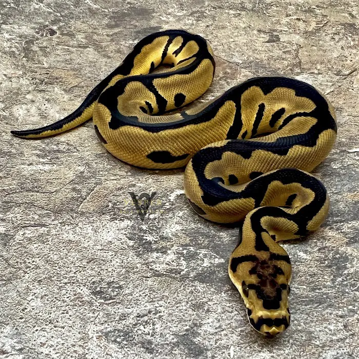 Vesper Ball Pythons 12