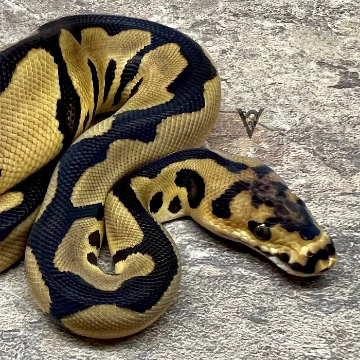 Vesper Ball Pythons 12