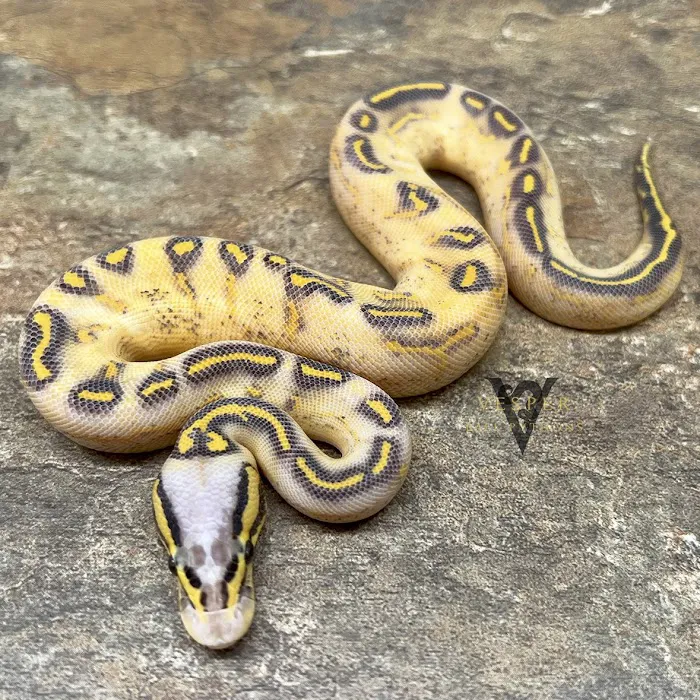 Vesper Ball Pythons 12