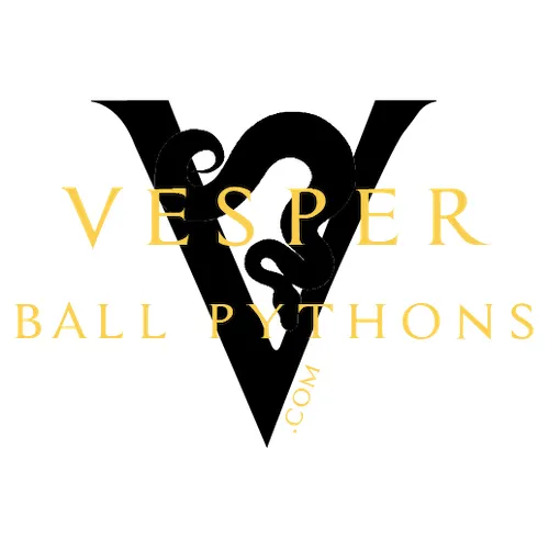Vesper Ball Pythons 12