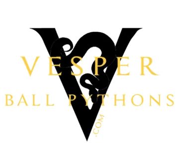 Vesper Ball Pythons