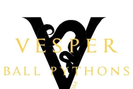 Vesper Ball Pythons