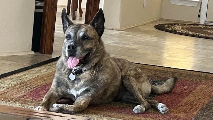 Animal Emergency Center of Las Vegas and Henderson 2