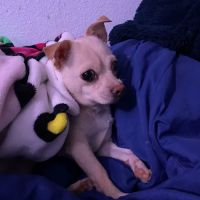 Animal Emergency Center of Las Vegas and Henderson ico
