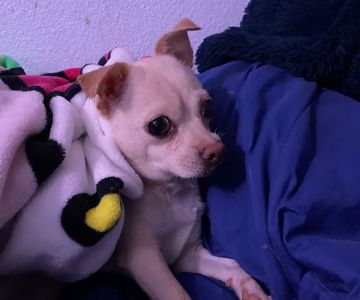Animal Emergency Center of Las Vegas and Henderson