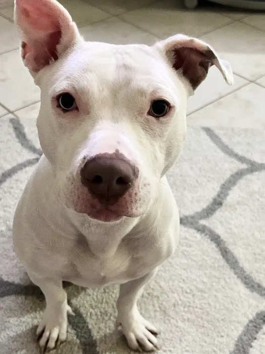 Animal Emergency Center of Las Vegas and Henderson 4