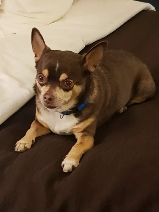 Tropicana Animal Hospital: Lewis Renee DVM 2
