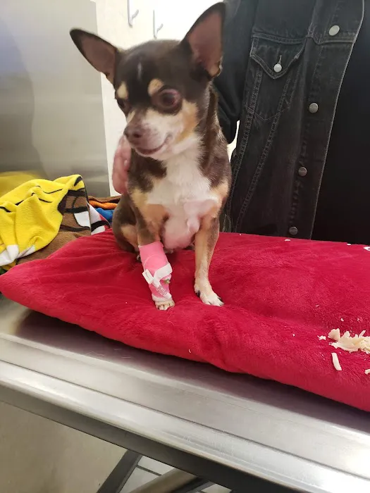 Tropicana Animal Hospital: Lewis Renee DVM 4