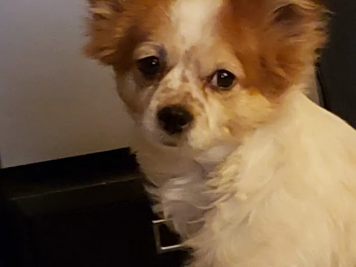Tropicana Animal Hospital: Lewis Renee DVM 1