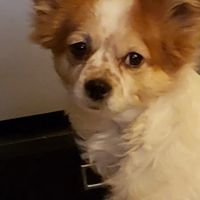 Tropicana Animal Hospital: Lewis Renee DVM ico