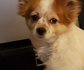 Tropicana Animal Hospital: Lewis Renee DVM