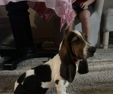 Sunshine Puppies Two