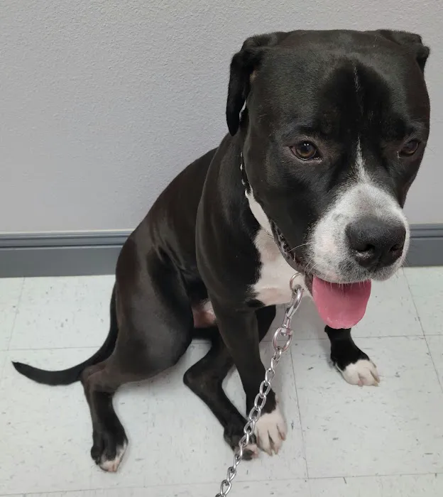 Pecos-Russell Animal Hospital 6
