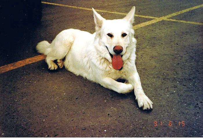 Pecos-Russell Animal Hospital 1